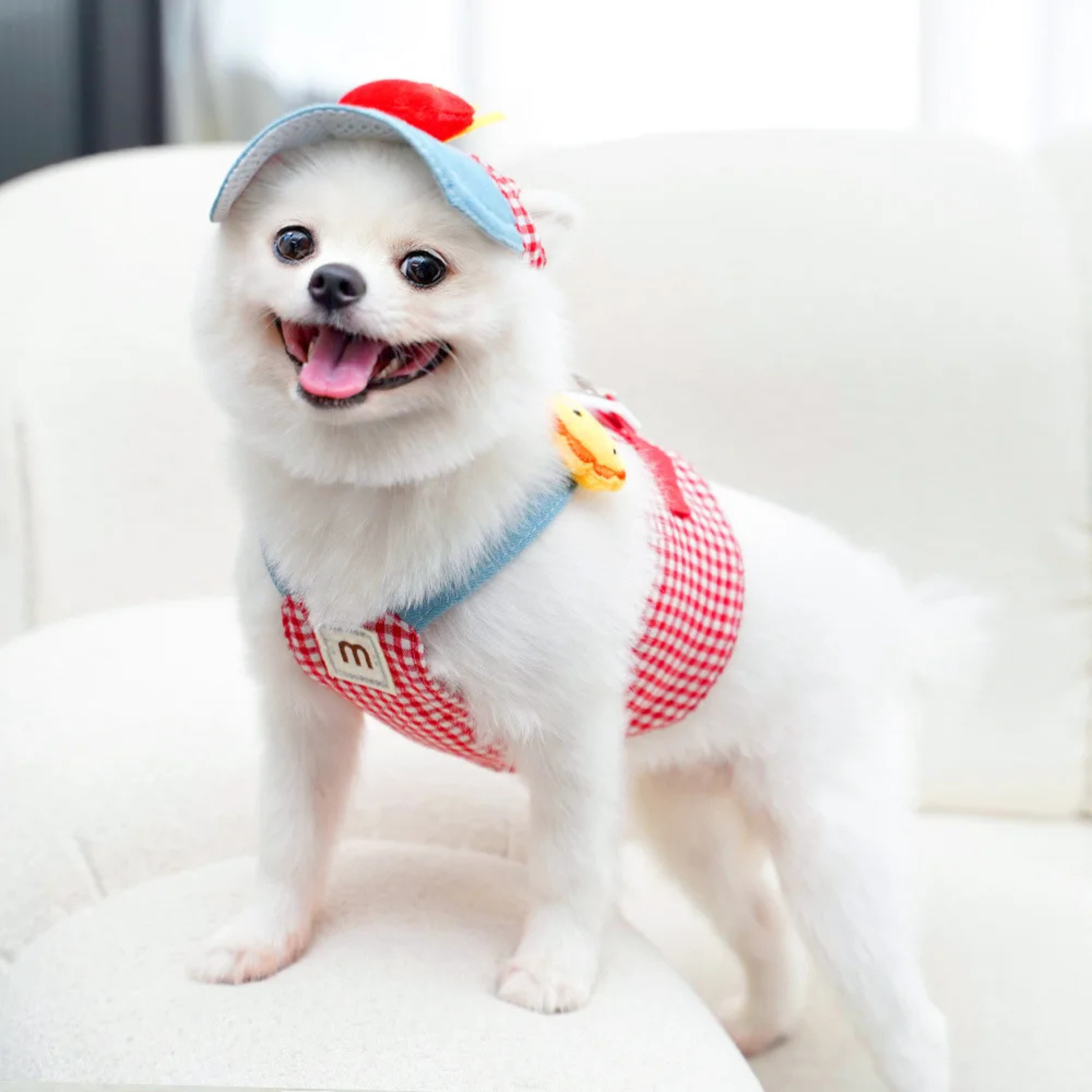 Maltipoodle