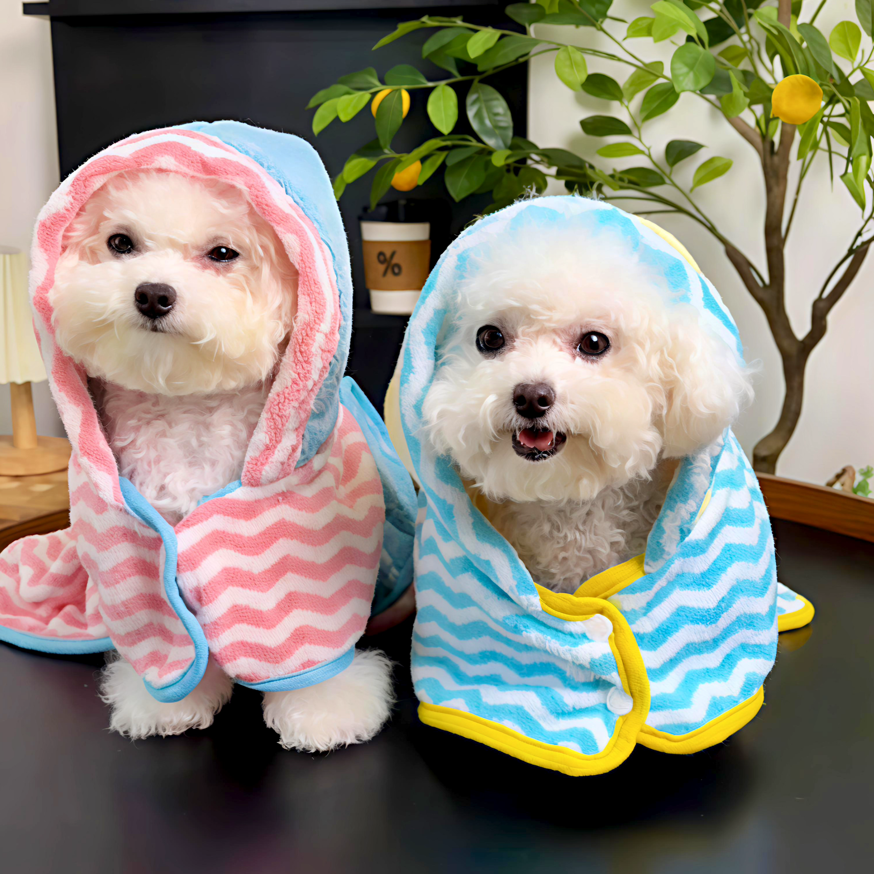 Maltipoodle
