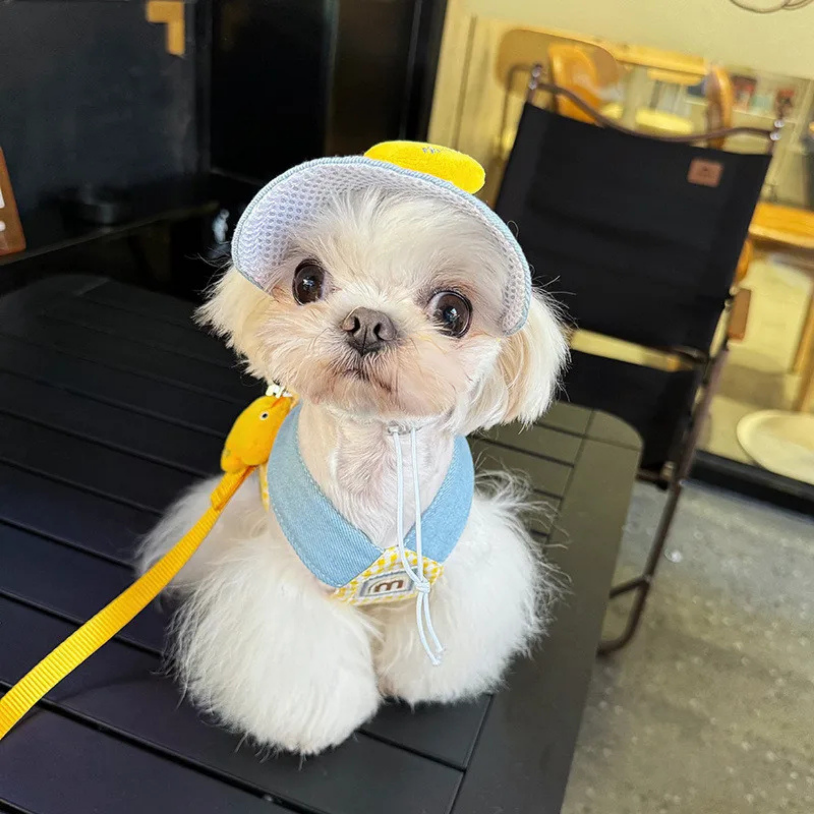 Maltipoodle