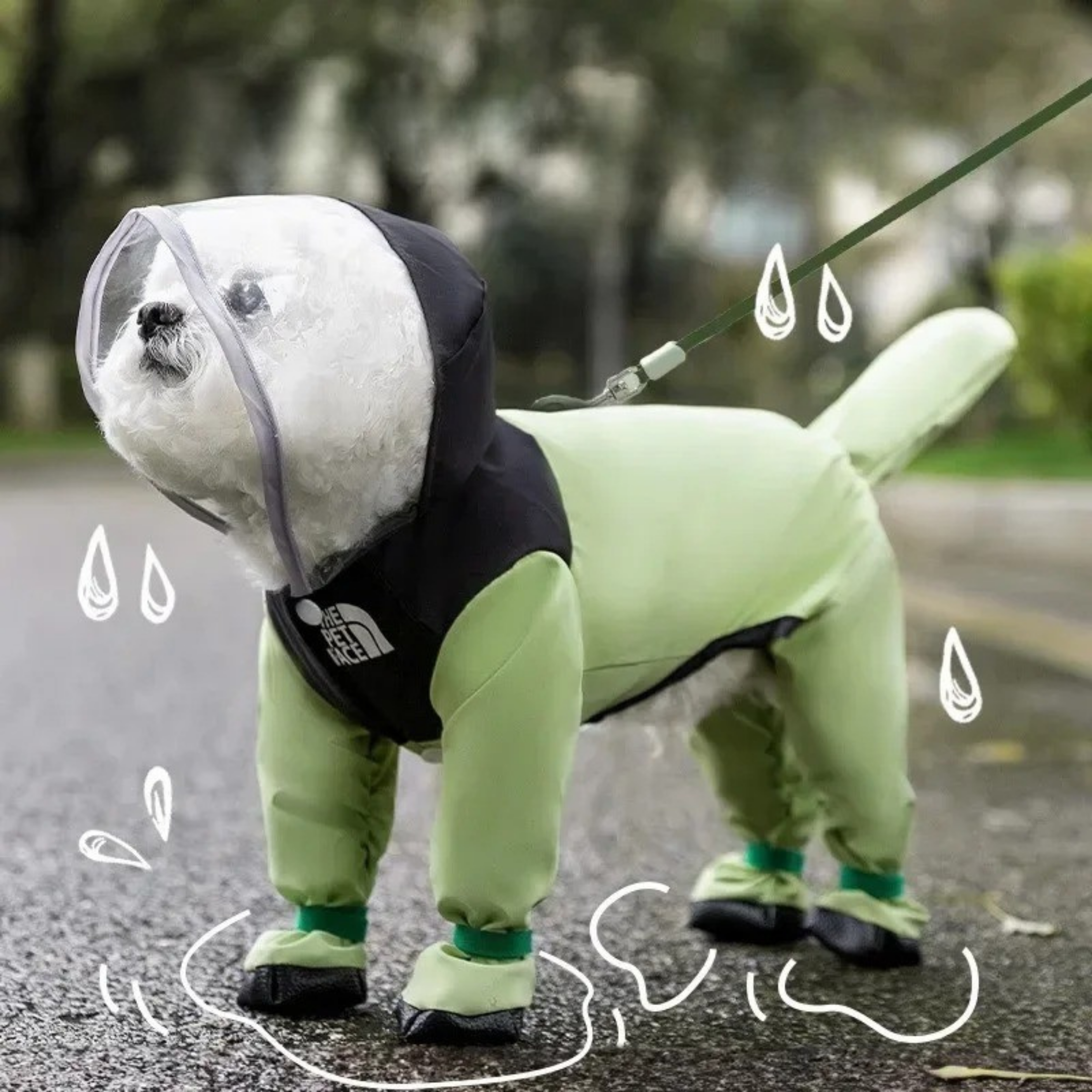 Maltipoodle