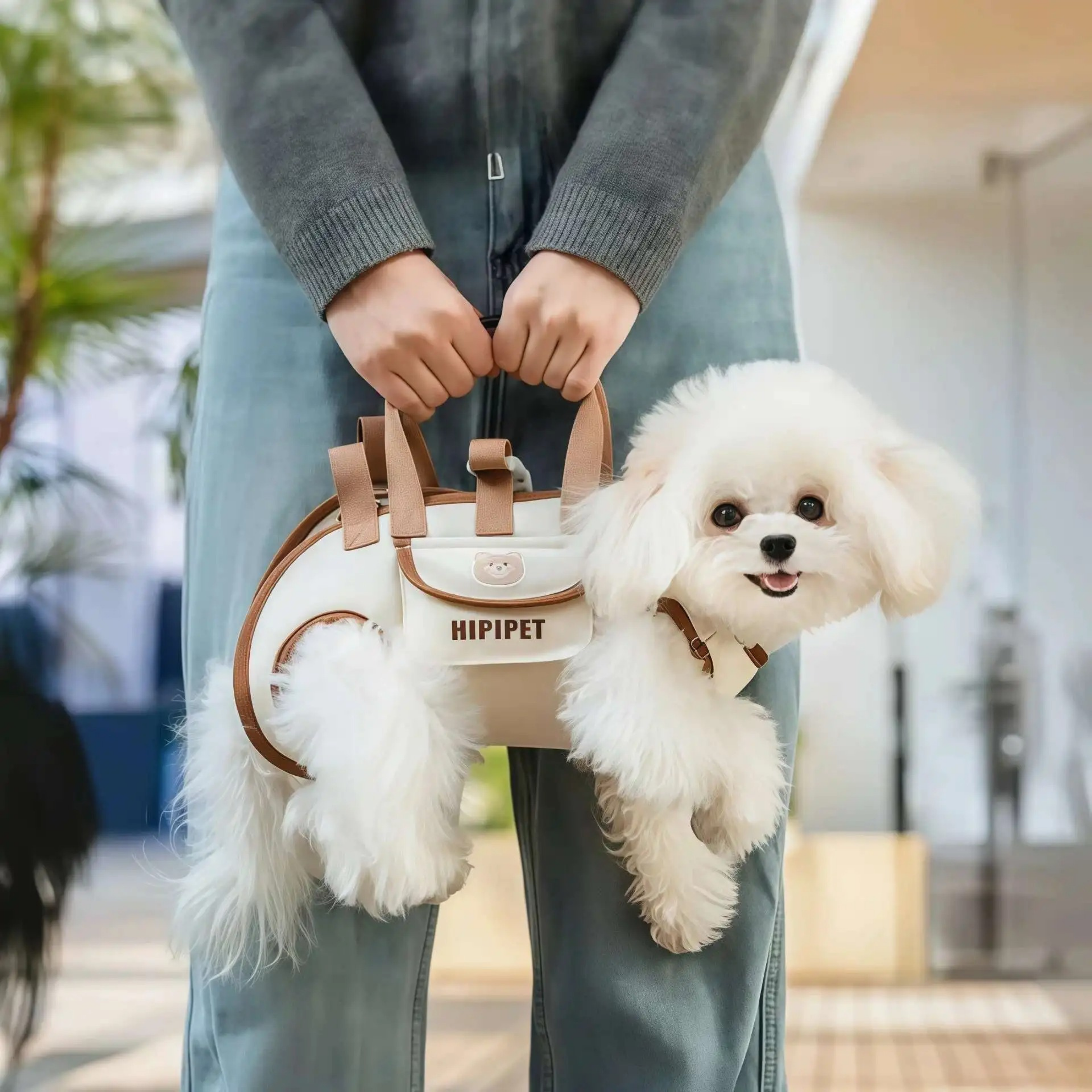 Maltipoodle