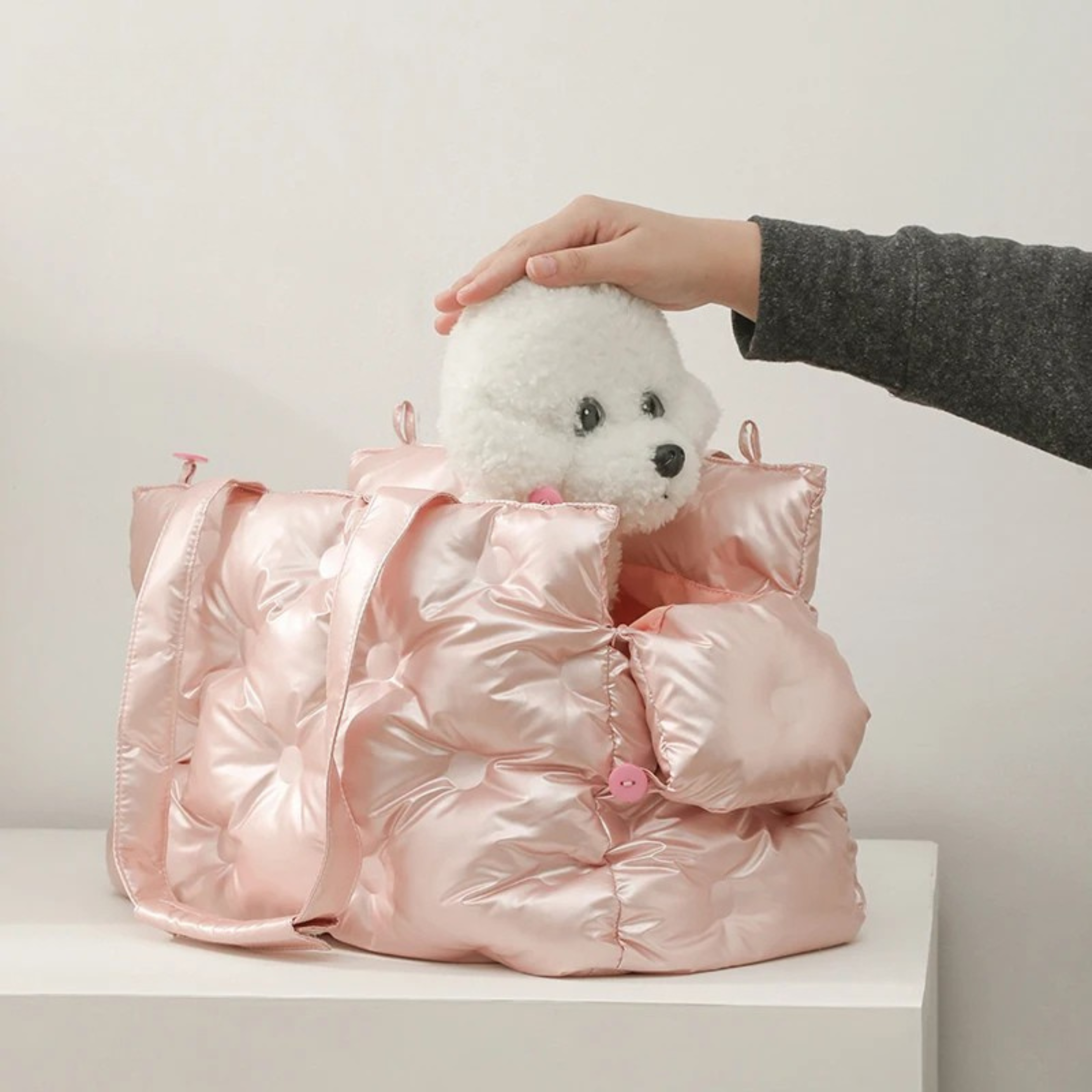 Maltipoodle