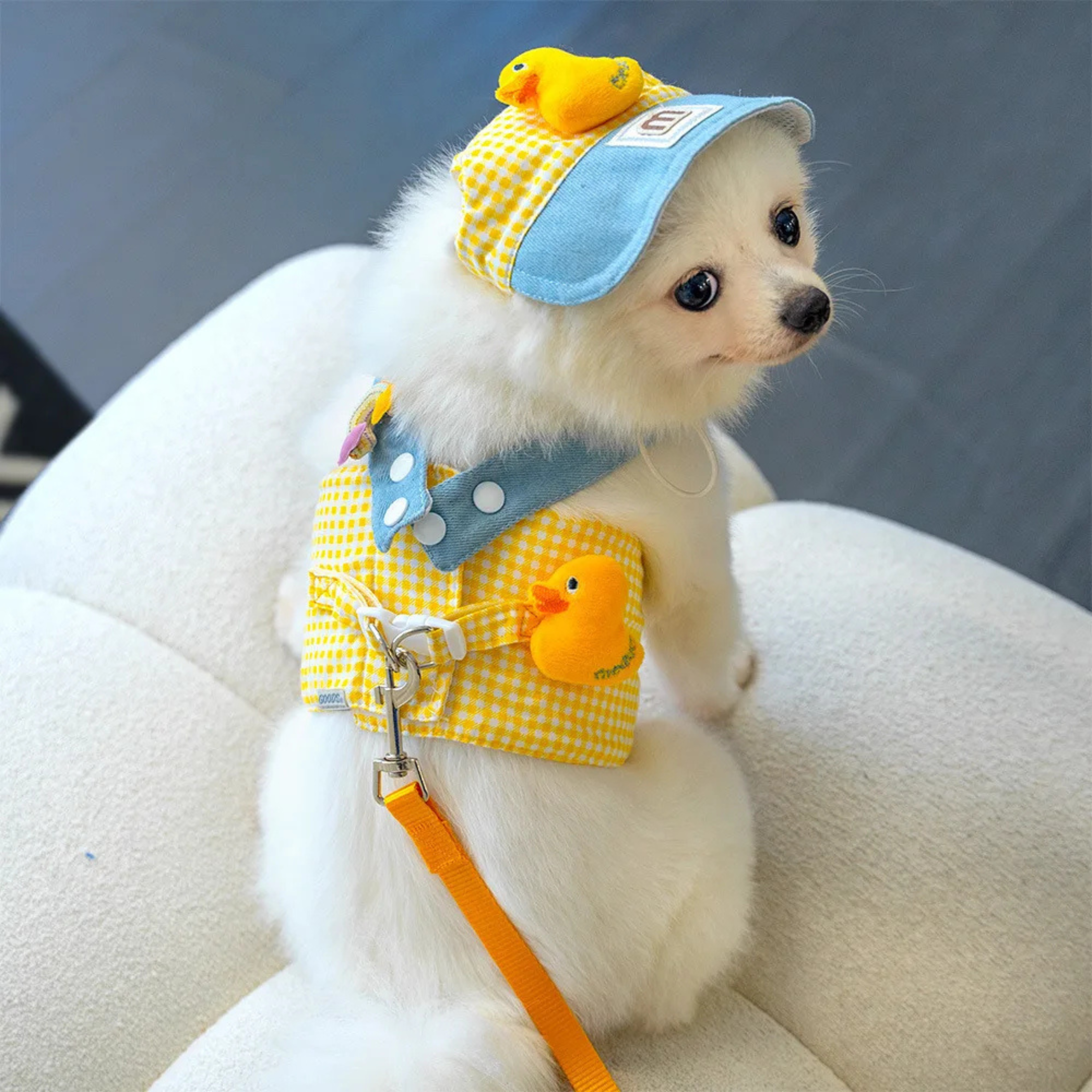 Maltipoodle