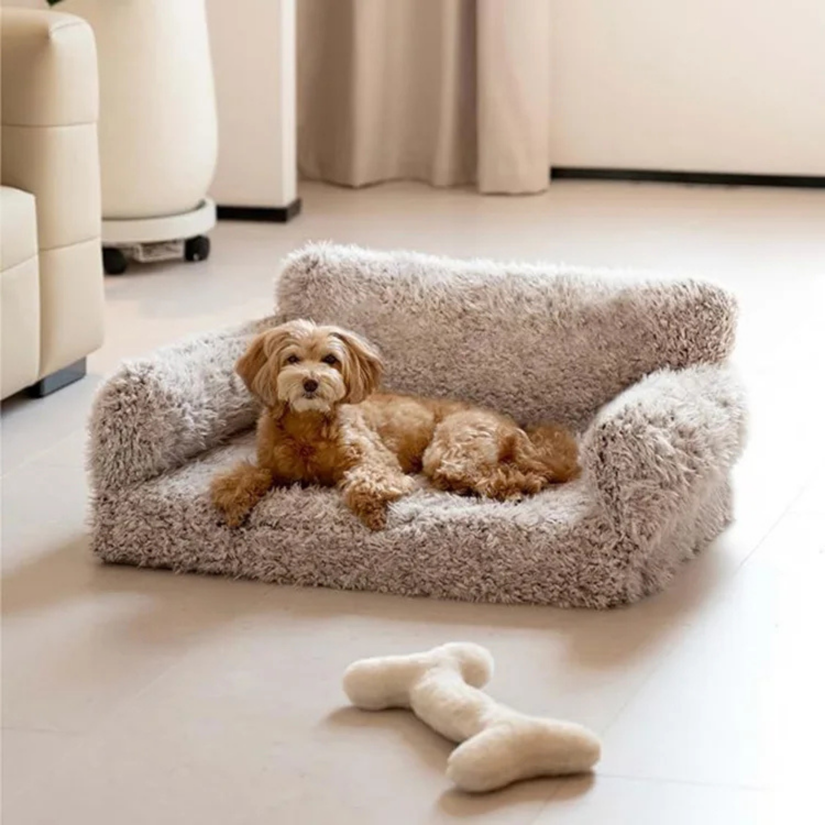 Maltipoodle