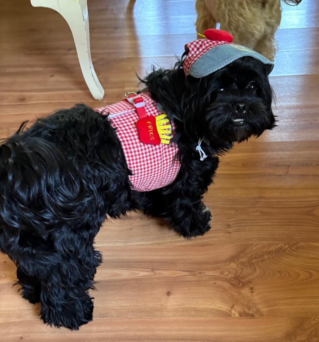 Maltipoodle