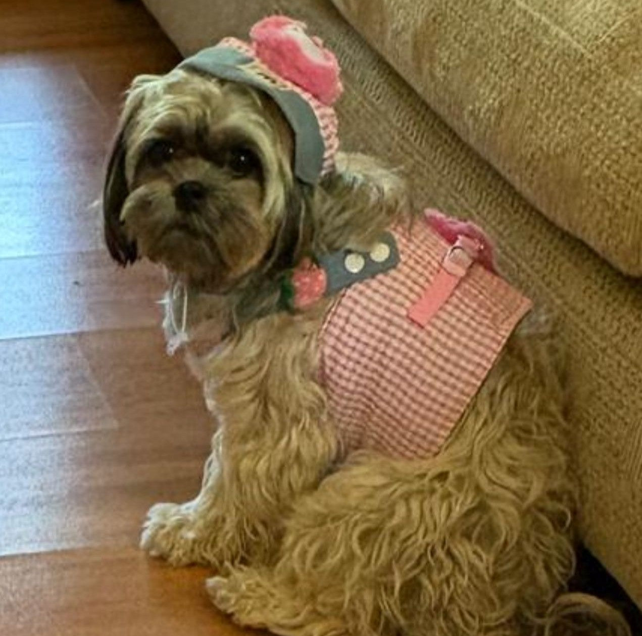Maltipoodle