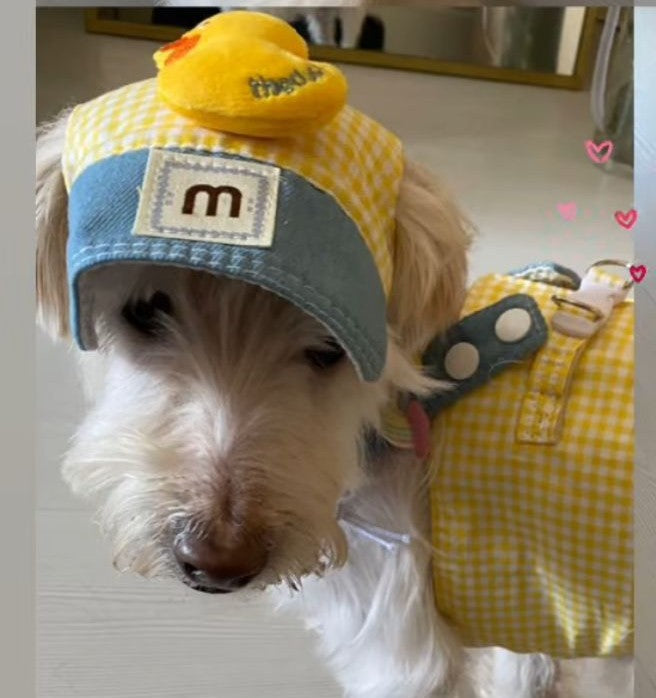 Maltipoodle