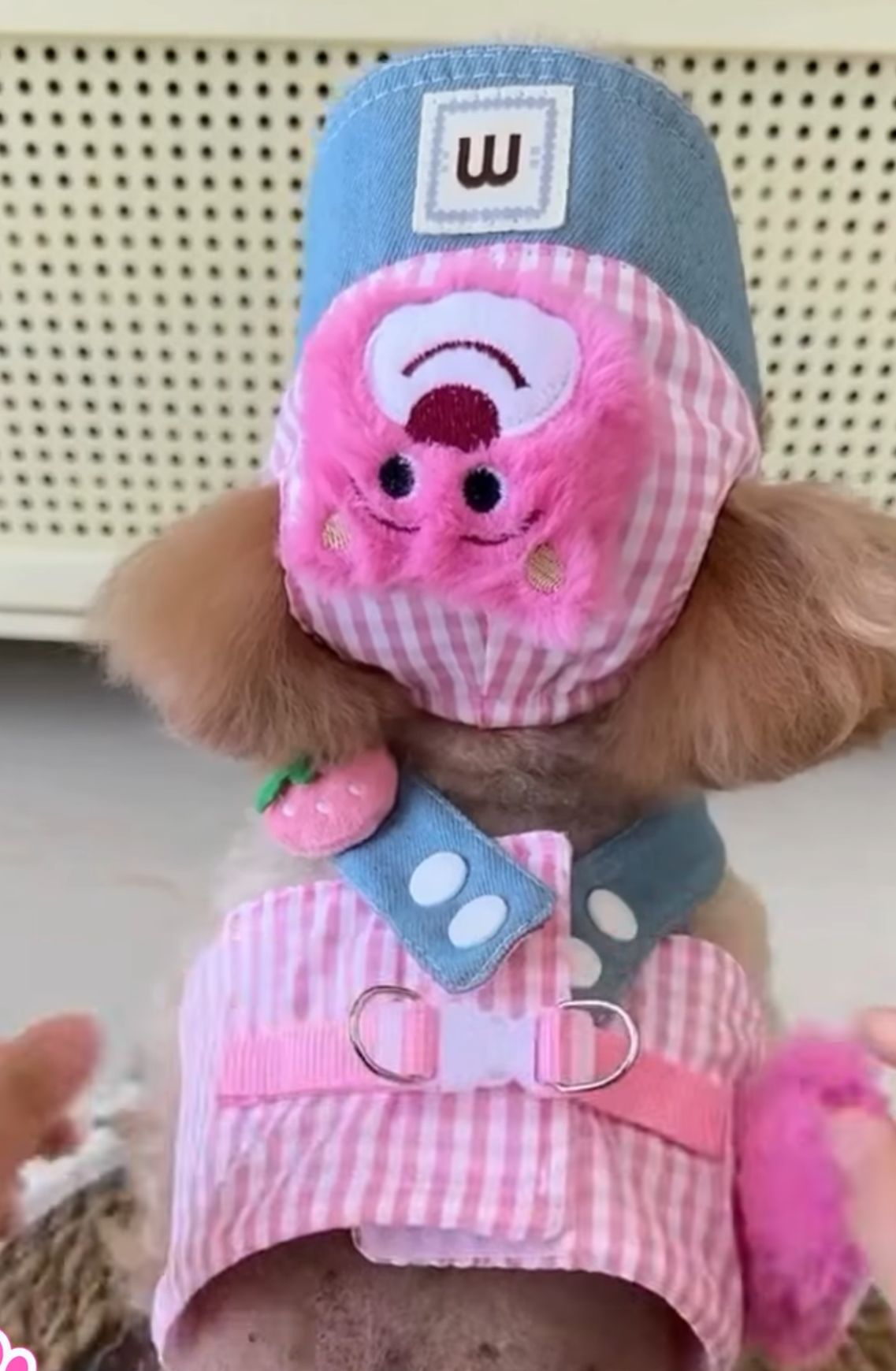 Maltipoodle